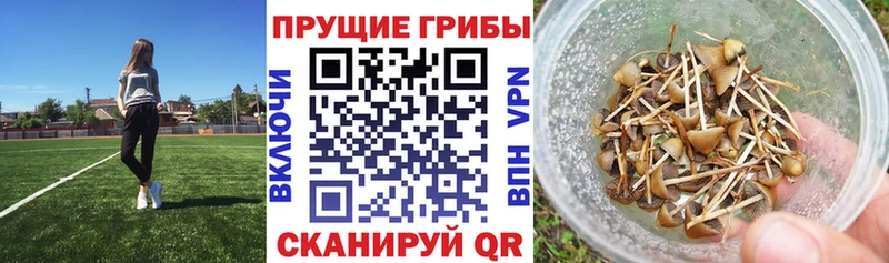 omg вход  Байкальск  Галлюциногенные грибы мицелий 